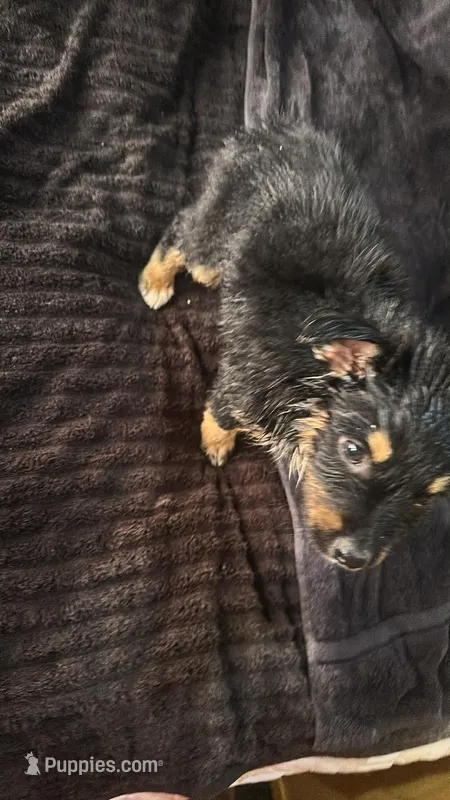 Girl 1 – Australian Shepherd puppy for sale in Deming, NM