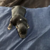 Girl 5, a female Australian Shepherd for sale in Deming, NM – Photo 2 of 2