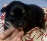 Girl 5, a female Australian Shepherd for sale in Deming, NM – Photo 1 of 2