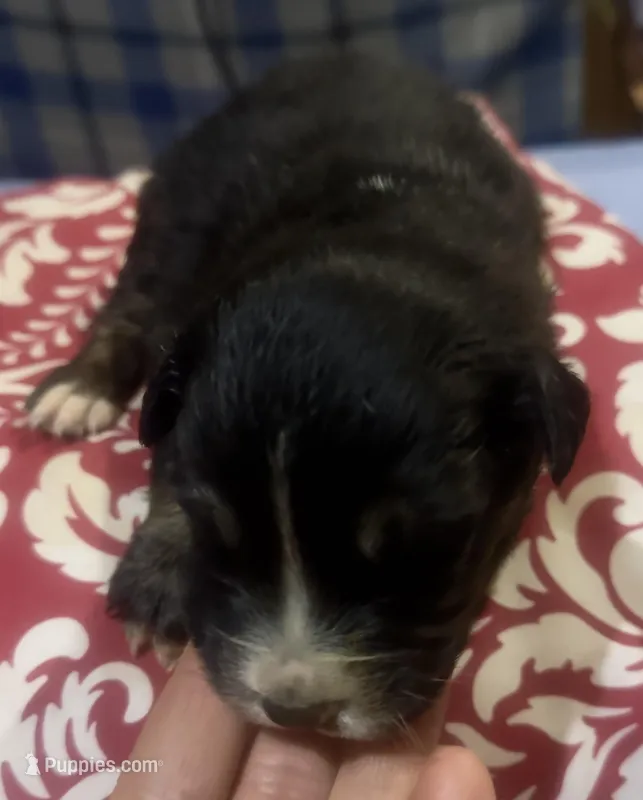 Boy 2 – Australian Shepherd puppy for sale in Deming, NM