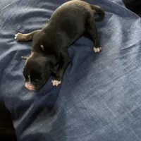 Boy 2, a male Australian Shepherd for sale in Deming, NM – Photo 2 of 2