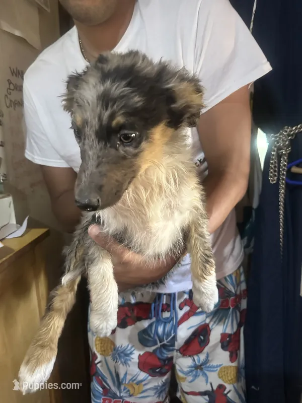 Boy 1 – Australian Shepherd puppy for sale in Deming, NM