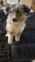 Girl 4, a female Australian Shepherd for sale in Deming, NM – 5 of 5