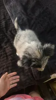 Girl 4, a female Australian Shepherd for sale in Deming, NM – 4 of 5