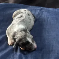 Girl 4, a female Australian Shepherd for sale in Deming, NM – Photo 2 of 2