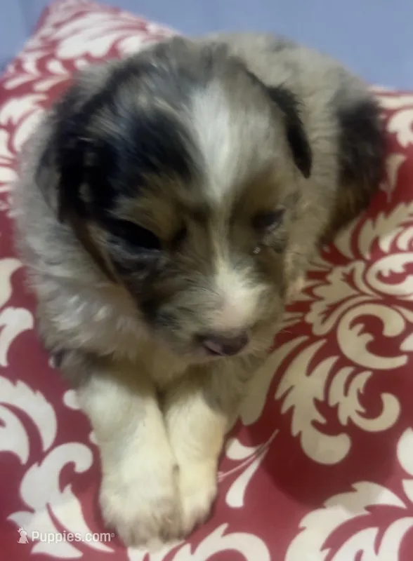 Girl 4 – Australian Shepherd puppy for sale in Deming, NM