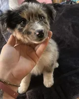 Girl 4, a female Australian Shepherd for sale in Deming, NM – 3 of 5
