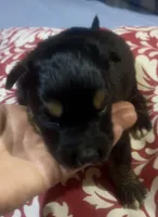 Boy 3, a male Australian Shepherd for sale in Deming, NM – Photo 1 of 2