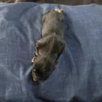 Boy 3, a male Australian Shepherd for sale in Deming, NM – Photo 2 of 2