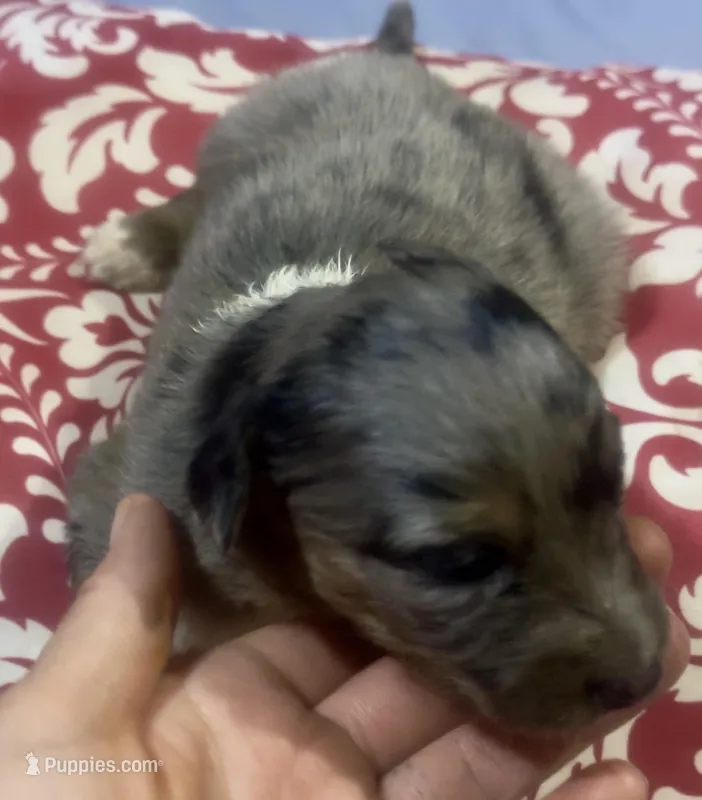 Boy 1  – Australian Shepherd puppy for sale in Deming, NM