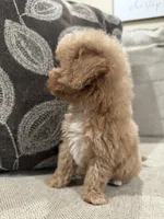Male Cavapoo , a male Cavapoo for sale in Morton, MS – 3 of 4
