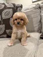 Girly Cavapoo , a female Cavapoo for sale in Morton, MS – 4 of 4