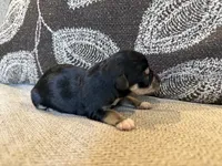 Midnight , a female Miniature Schnauzer for sale in Morton, MS – 6 of 6