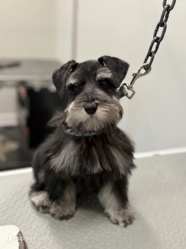 Rooster  – Miniature Schnauzer puppy for sale in Pearl, MS