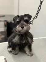 Rooster , a male Miniature Schnauzer for sale in Pearl, MS – 1 of 5