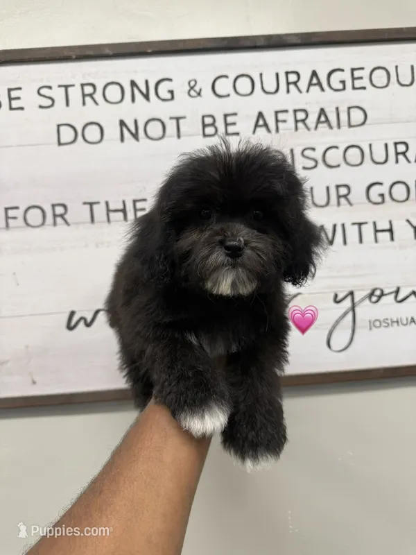 Bell – Shihpoo puppy for sale in Morton, MS