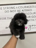 Bell, a female Shihpoo for sale in Morton, MS – 1 of 1