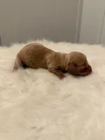 B1, a male Miniature Dachshund for sale in Morton, MS – 2 of 3