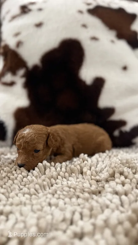 Rico – Poodle - Toy  puppy for sale in Morton, MS