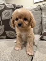 Girly Cavapoo , a female Cavapoo for sale in Morton, MS – 2 of 4