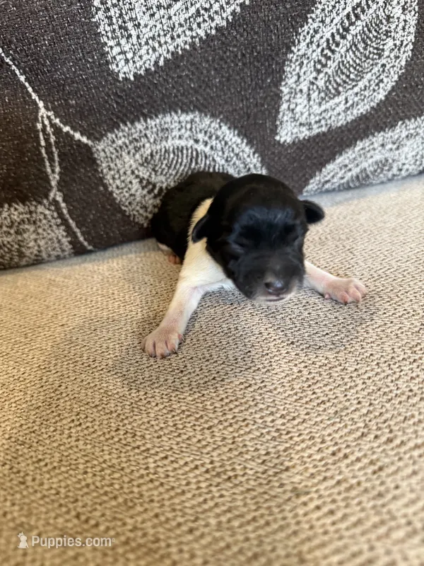 Oreo  – Miniature Schnauzer puppy for sale in Morton, MS