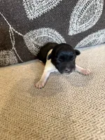 Oreo , a male Miniature Schnauzer for sale in Morton, MS – 1 of 6