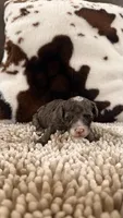 Cici, a female Poodle - Toy  for sale in Morton, MS – 2 of 2