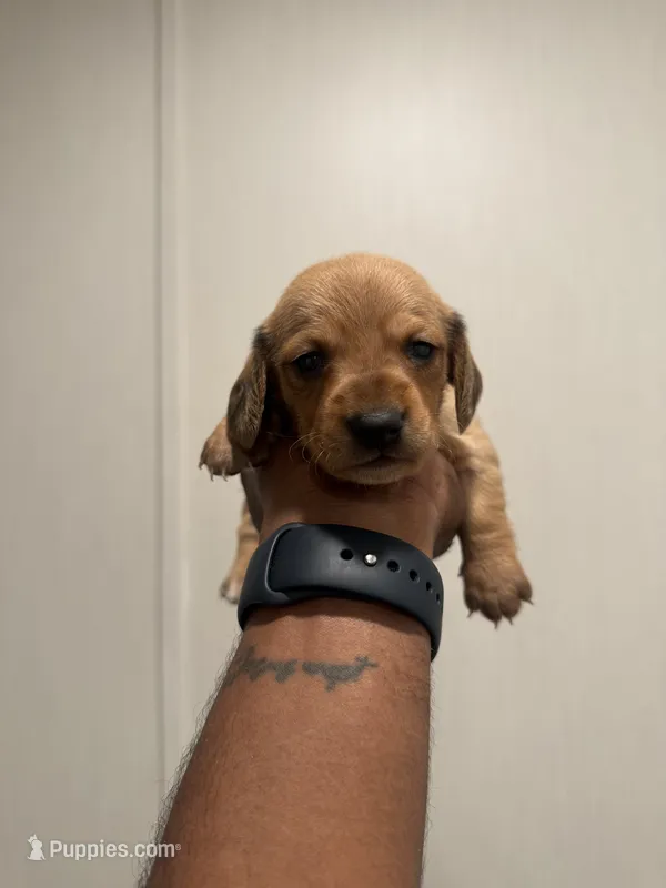 Ronnie – Miniature Dachshund puppy for sale in Morton, MS