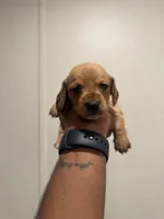 Ronnie, a male Miniature Dachshund for sale in Morton, MS – 1 of 1