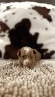 Gigi, a female Poodle - Toy  for sale in Morton, MS – 4 of 5