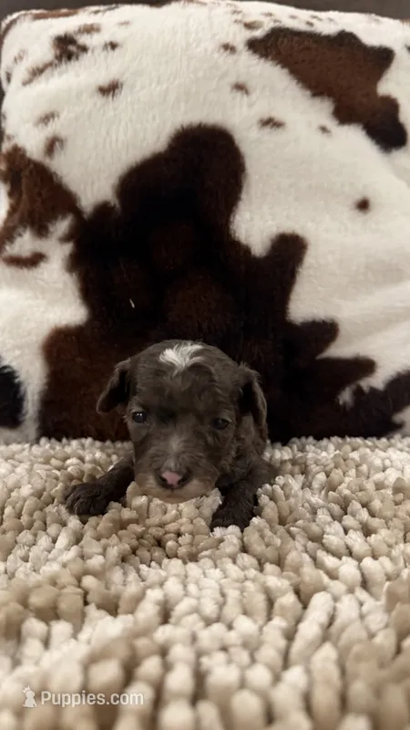 Peter – Poodle - Toy  puppy for sale in Morton, MS