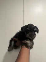 Charco, a male Miniature Schnauzer for sale in Morton, MS – 6 of 7