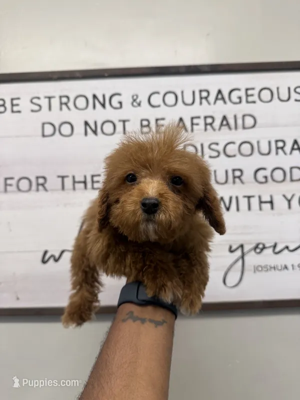 Chica – Cavapoo, Miniature Goldendoodle puppy for sale in Morton, MS