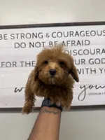 Chica, a female Cavapoo and Miniature Goldendoodle for sale in Morton, MS – 1 of 1