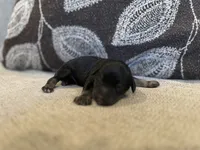 Pepper , a male Miniature Schnauzer for sale in Morton, MS – 1 of 5