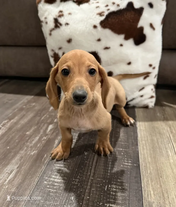 Rasco – Miniature Dachshund puppy for sale in Pearl, MS
