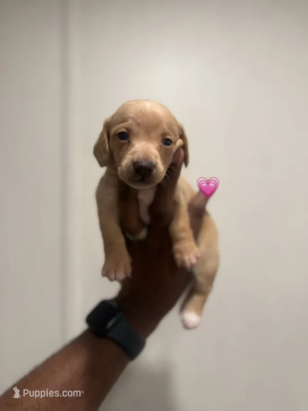 Penny  – Miniature Dachshund puppy for sale in Morton, MS