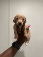 Penny , a female Miniature Dachshund for sale in Morton, MS – 1 of 1