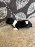 Oreo , a male Miniature Schnauzer for sale in Morton, MS – 2 of 6