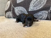 Pepper , a male Miniature Schnauzer for sale in Morton, MS – 2 of 5