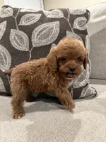 GCB, a male Cavapoo and Miniature Goldendoodle for sale in Morton, MS – 2 of 6