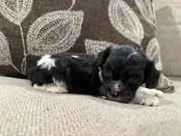 Cockapoo, a female Cockapoo for sale in Morton, MS – 1 of 5