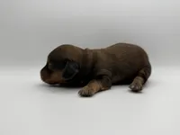 Sable , a male Miniature Dachshund for sale in Morton, MS – Photo 4 of 5