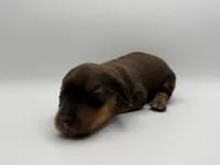 Sable , a male Miniature Dachshund for sale in Morton, MS – Photo 3 of 5