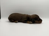 Sable , a male Miniature Dachshund for sale in Morton, MS – Photo 5 of 5