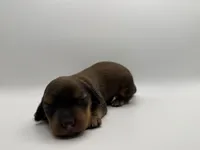 Sable , a male Miniature Dachshund for sale in Morton, MS – Photo 2 of 5