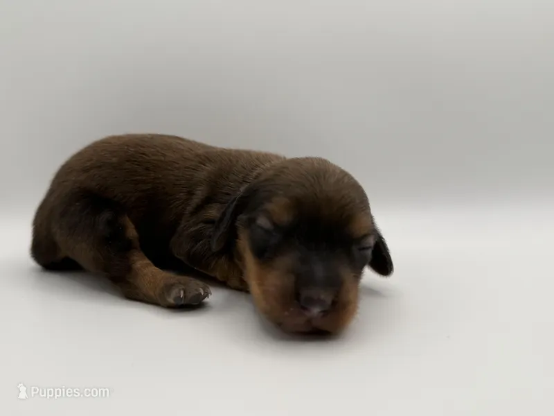 Sable , a male Miniature Dachshund for sale in Morton, MS – Photo 1 of 5