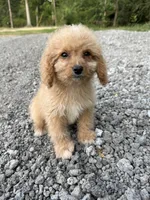 Bella, a female Cavapoo for sale in Morton, MS – 3 of 5