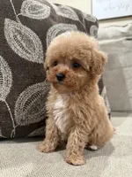 Male Cavapoo , a male Cavapoo for sale in Morton, MS – 4 of 4