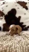 Gigi, a female Poodle - Toy  for sale in Morton, MS – 2 of 5